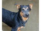 Adopt Dude a Australian Cattle Dog / Blue Heeler, Mixed Breed