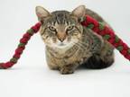 Adopt Clegane a Domestic Short Hair