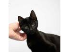Adopt Pitch a Domestic Short Hair