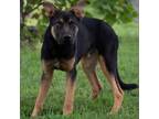 Adopt Ricco a German Shepherd Dog