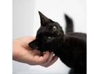 Adopt Jet a Domestic Short Hair