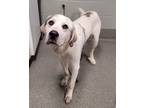 Adopt Jack a Great Pyrenees