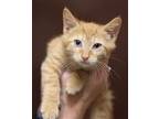 Adopt Cheddar a Domestic Short Hair, Tabby
