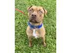 Adopt Poncho a Pit Bull Terrier, Mixed Breed