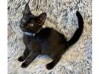 Adopt Inky a Domestic Short Hair