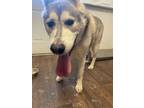 Adopt Smoke ("Lucien") a Husky, Alaskan Malamute