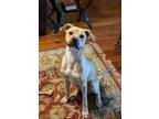 Adopt Boss a Terrier, Black Mouth Cur
