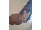 Adopt Kodiak a Domestic Short Hair