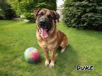 Adopt Duke a Mastiff, Mixed Breed
