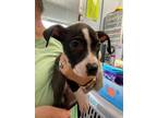 Adopt Lazlo a Pit Bull Terrier