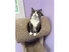 Adopt Saturn a Domestic Long Hair