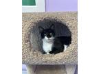 Adopt Earth a Domestic Short Hair