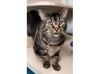 Adopt Garage Cat Gary a Domestic Medium Hair