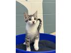 Adopt Donut a Domestic Short Hair