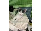 Adopt Wildwood a Domestic Short Hair