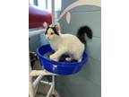 Adopt Jayco a Domestic Medium Hair, Domestic Short Hair