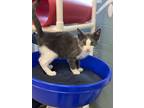 Adopt Pancake a Domestic Short Hair