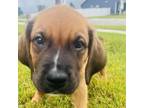 Adopt Cypress D17225 a Labrador Retriever