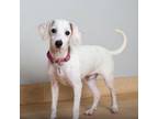 Adopt Roe D17133 a Beagle