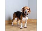 Adopt Roc D17134 a Beagle