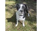 Adopt Bruce a Mixed Breed