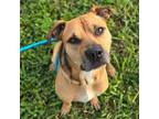 Adopt Dom a German Shepherd Dog