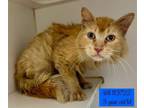 Adopt Will a Domestic Long Hair, Domestic Short Hair