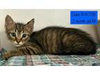 Adopt Duke is at Petsmart a Domestic Short Hair