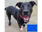 Adopt Hunter a Labrador Retriever, Hound