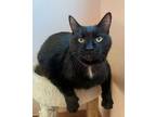 Adopt Gideon a Domestic Short Hair