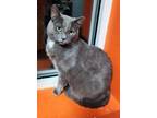 Adopt Blue Marlin & Perch a Russian Blue