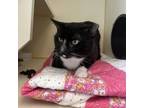 Adopt Boots a Domestic Short Hair