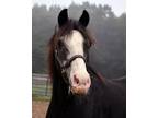 Adopt Jackson a Pony