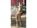 Adopt Toby a Goat