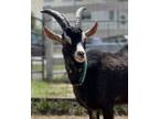Adopt Roger a Goat