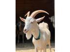 Adopt Buford a Goat
