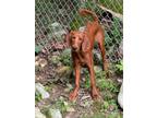 Adopt Stanley a Labrador Retriever, Standard Poodle