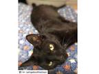 Adopt Jerry a American Shorthair