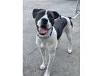 Adopt Cooper Lizman a Boxer, Terrier