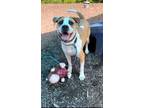 Adopt Romello Lizman a Labrador Retriever, Boxer