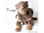 Adopt Pongo a Australian Kelpie, Mixed Breed