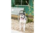 Adopt Wesson a Siberian Husky