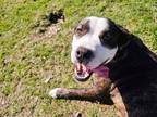 Adopt Keanu a Mixed Breed