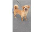 Adopt Marley a Mixed Breed
