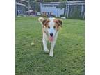 Adopt Garth a Husky, Saint Bernard