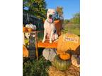 Adopt Trace a Pit Bull Terrier, Mixed Breed