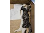 Adopt Meeny a Domestic Short Hair