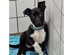 Adopt Dexter a Terrier, Mixed Breed
