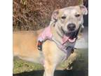 Adopt Storm a Husky, Pit Bull Terrier