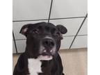 Adopt Ruger a Pit Bull Terrier